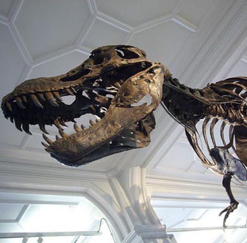 image of stan the t-rex